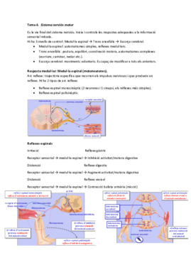 Tema 4 - Sistema nerviós motor.pdf