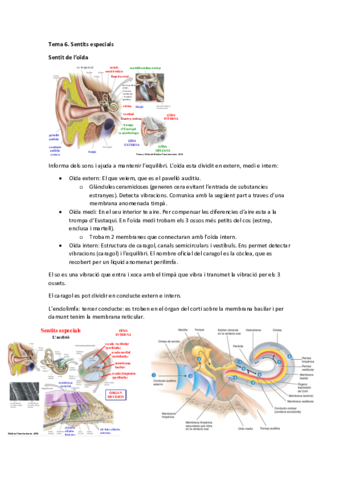 Tema 6 - Sentits especials.pdf