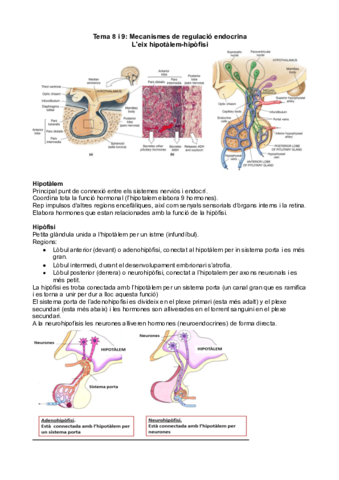 Tema 8 i 9 - Mecanismes de regulació endocrina.pdf