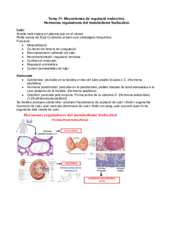 Tema 11 -Mecanisme de regulació endocrina.pdf