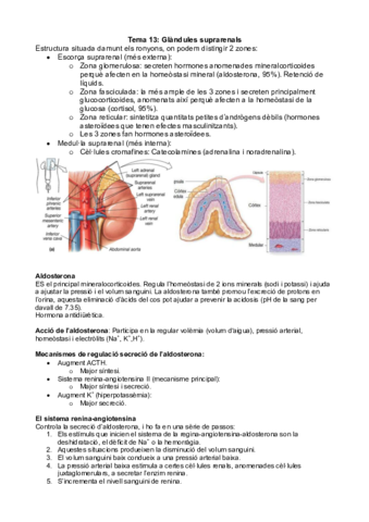 Tema 13 - Glandules suprarenals.pdf