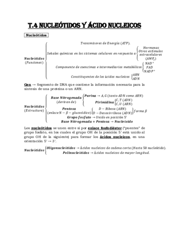 Esquema-Tema-4-Nucleotidos-y-Acidos-nucleicos.pdf