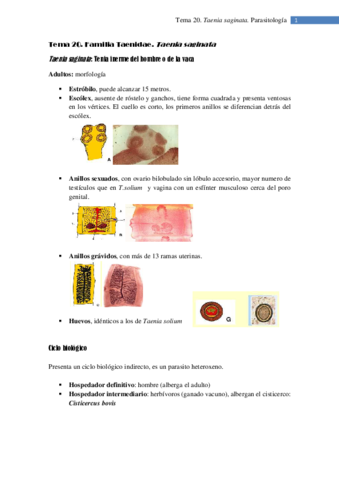Tema 20. Familia Taenidae. Taenia saginata.pdf