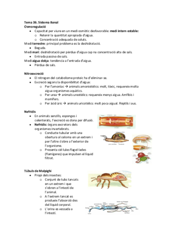 Tema 36 - Sistema Renal.pdf