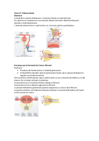 Tema 37 - Sistema Renal.pdf
