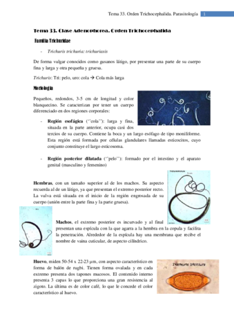 Tema 33. Clase Adenophorea. Orden Trichocephalida.pdf