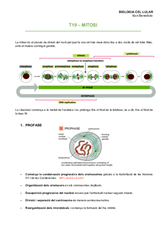 T19Mitosi.pdf