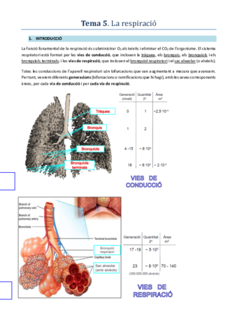 T5Respiracio.pdf