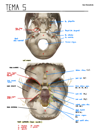 Esquema-Pares-Craneales.pdf