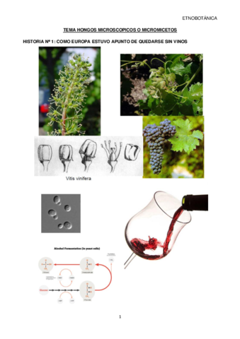 ETNOBOTANICA TEMA 4.pdf