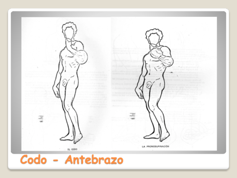 MusculaturaCodo-Muneca.pdf