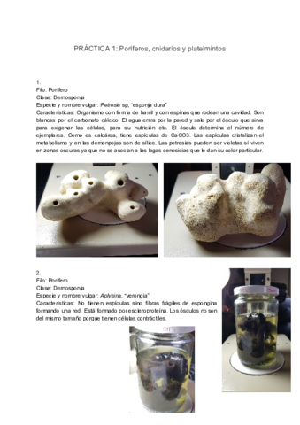 Practicas-Zoologia.pdf