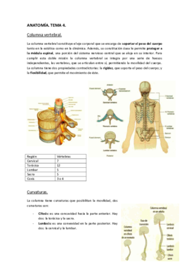 ANATOMÍA. Tema 4..pdf