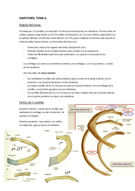 ANATOMÍA. Tema 6..pdf