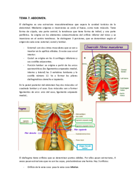 ANATOMÍA. Tema 7..pdf