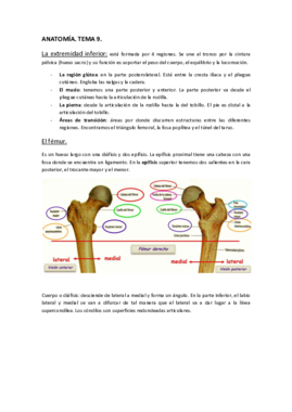 ANATOMÍA. Tema 9..pdf