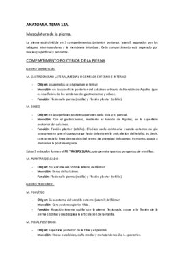 ANATOMÍA. Tema 12..pdf