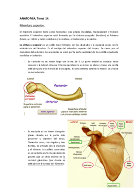 ANATOMÍA. Tema 14..pdf