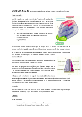 ANATOMÍA. Tema 26 27 y 28..pdf