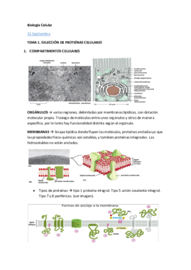 Tema 1 biología celular Ángel.pdf