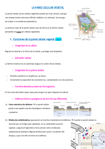 temario-completo-fisio-vegetal.pdf