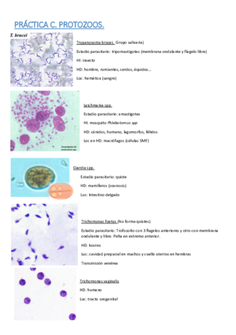 Practicas-parasitologia-para-examen.pdf