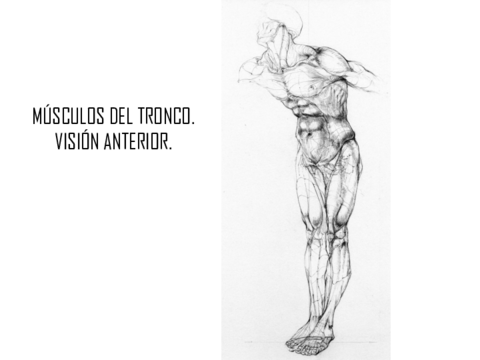 Musculos-del-tronco.pdf