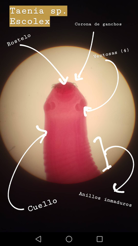 Taenia-sp.png