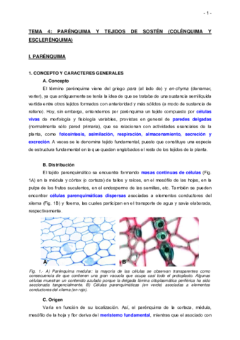 TEMA-4-PARENQUIMA-COLENQUIMA-ESCLERENQUIMA-Apuntes.pdf