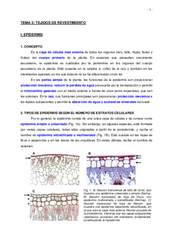TEMA-3-TEJIDOS-DE-REVESTIMIENTO-Apuntes.pdf