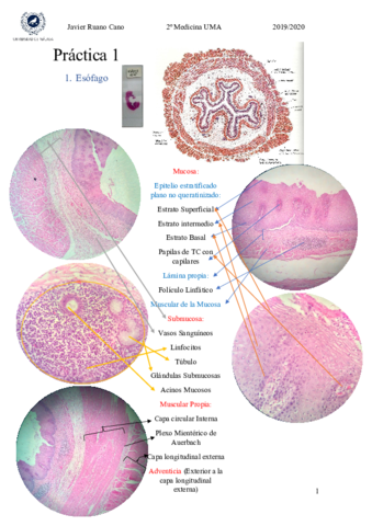 Practicas-unidas-Histologia-2.pdf