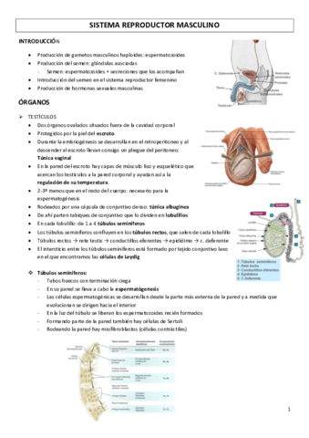 SISTEMA-REPRODUCTOR-MASCULINO.pdf