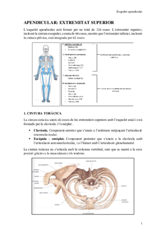 Esquelet-apendicular-superior.pdf
