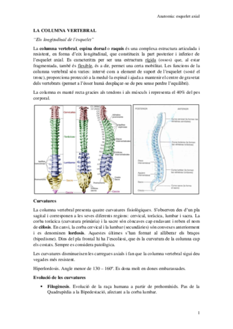 La-columna-vertebral.pdf