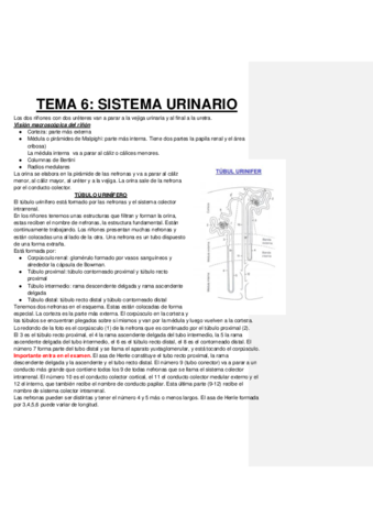 SISTEMA-URINARIO.pdf