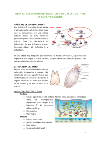 Tema-11-Generacion-del-repertorio-de-linfocitos-T-y-de-la-auto-tolerancia.pdf