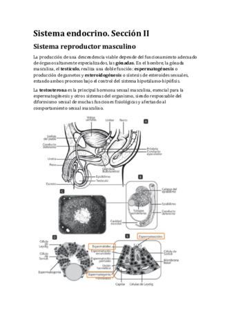 EndocrinoII.pdf