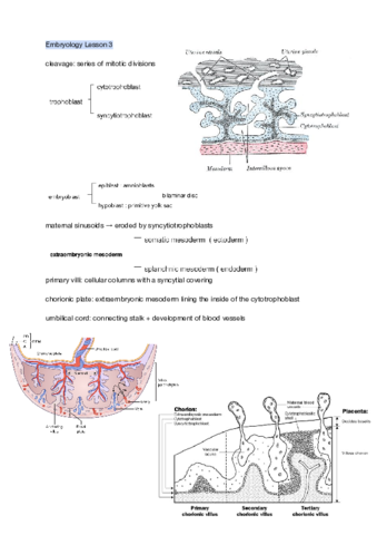 Anatomy-I-Embryo-Summary-.pdf