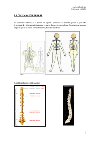 TEMA 3. CV i torax.pdf