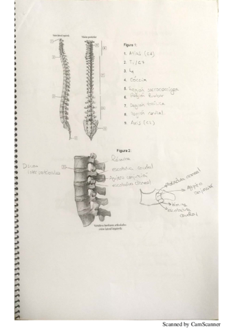 Ejercicios-practicas-anatomia.pdf