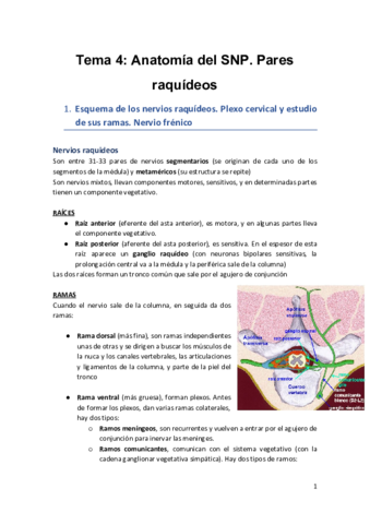 Tema-4-Anatomia-del-SNP.pdf