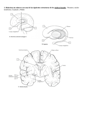 Laminas-Sistema-Nervioso-Central.pdf