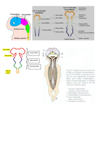 Regiones-del-Encefalo.pdf