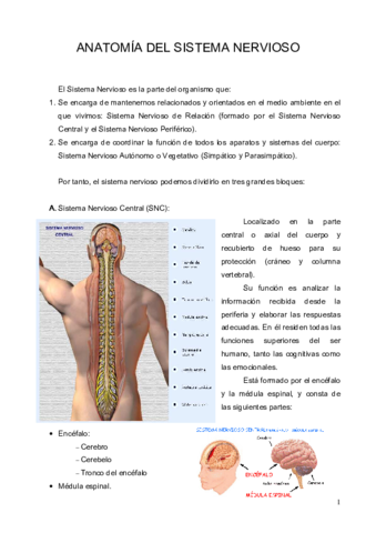 Anatomia-del-Sistema-Nervioso.pdf