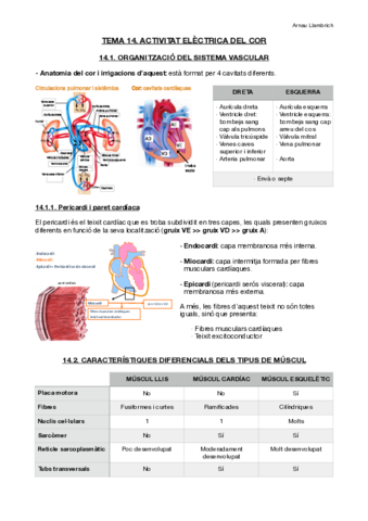 Apunts-Fisiologia-i-Fisiopatologia-II-Tema-14.pdf