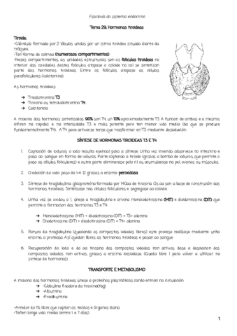 TEMA29.pdf