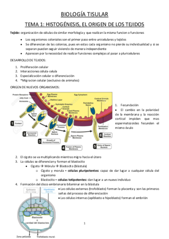 Tisular.pdf