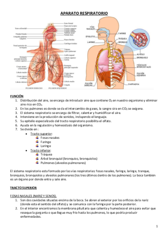 APARATO-RESPIRATORIO.pdf