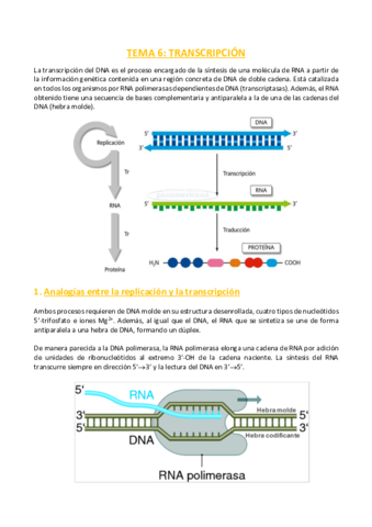 TEMA-6-Bioquimica.pdf