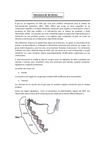 estructura-del-Gen.pdf